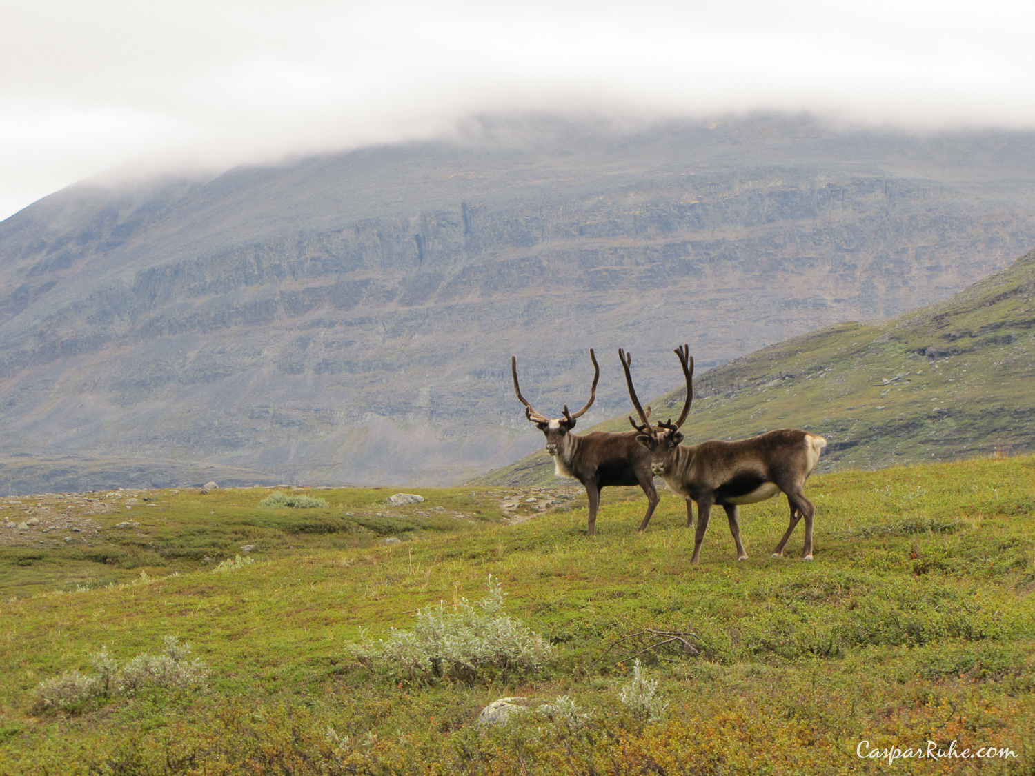 Reindeer